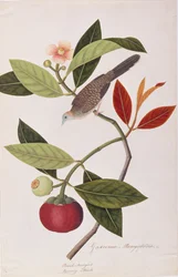 Zebratäubchen, aus Zeichnungen von Vögeln aus Malakka, ca. 1805-18